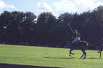 polo11.jpg (37407 bytes)