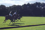 polo4.jpg (39865 bytes)