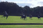 polo6.jpg (41670 bytes)