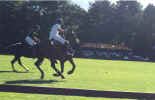 polo8.jpg (40471 bytes)