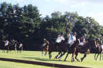 polo9.jpg (58915 bytes)